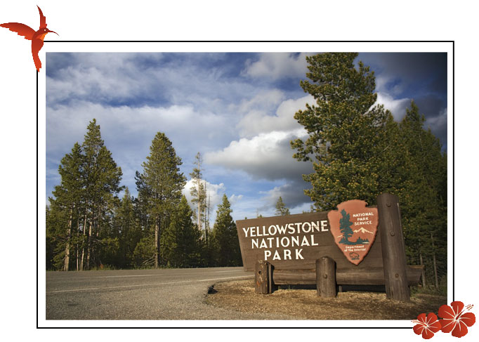 Illustration-Yellowstone.jpg